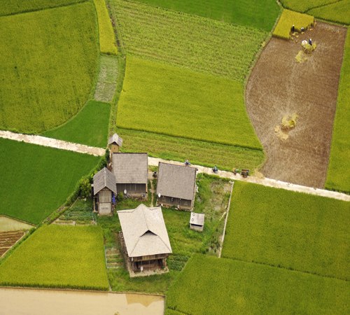 Brilliant yellow harvest in Bac Son valley